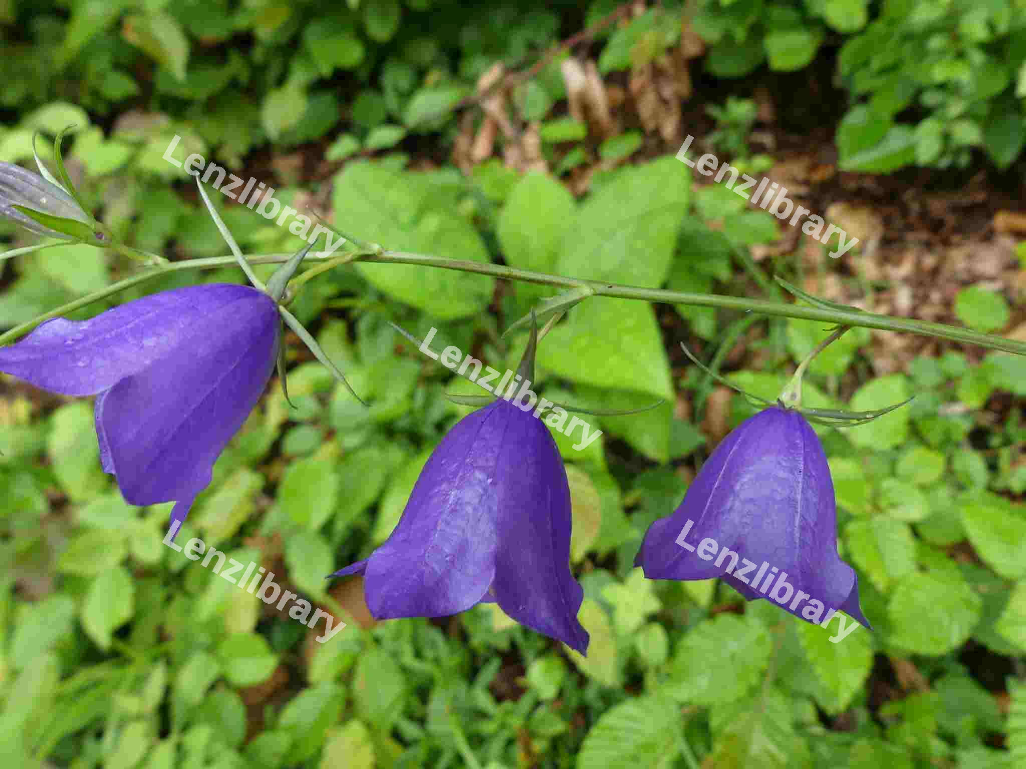 Harebell Flowers